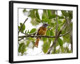 A Grey-Hooded Attila, Attila Rufus, in Ubatuba, Brazil-Alex Saberi-Framed Photographic Print