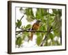 A Grey-Hooded Attila, Attila Rufus, in Ubatuba, Brazil-Alex Saberi-Framed Photographic Print