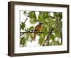 A Grey-Hooded Attila, Attila Rufus, in Ubatuba, Brazil-Alex Saberi-Framed Photographic Print