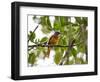 A Grey-Hooded Attila, Attila Rufus, in Ubatuba, Brazil-Alex Saberi-Framed Photographic Print