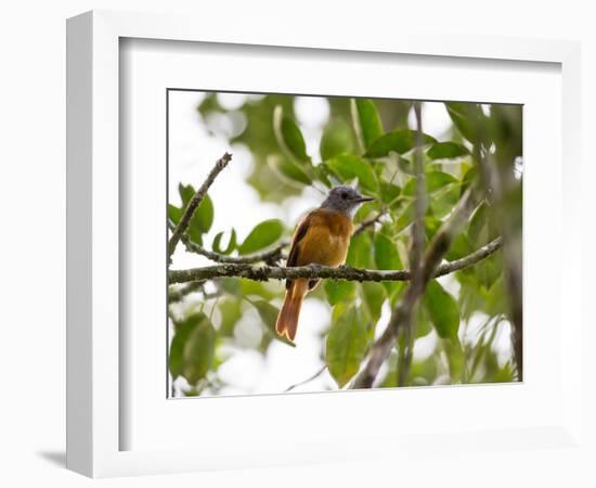 A Grey-Hooded Attila, Attila Rufus, in Ubatuba, Brazil-Alex Saberi-Framed Photographic Print