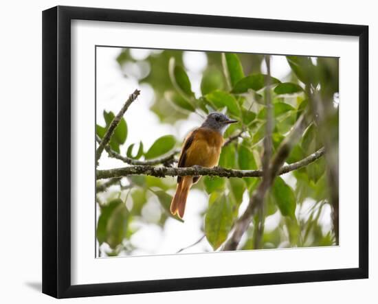 A Grey-Hooded Attila, Attila Rufus, in Ubatuba, Brazil-Alex Saberi-Framed Premium Photographic Print