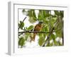 A Grey-Hooded Attila, Attila Rufus, in Ubatuba, Brazil-Alex Saberi-Framed Premium Photographic Print