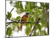 A Grey-Hooded Attila, Attila Rufus, in Ubatuba, Brazil-Alex Saberi-Mounted Premium Photographic Print