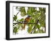 A Grey-Hooded Attila, Attila Rufus, in Ubatuba, Brazil-Alex Saberi-Framed Photographic Print