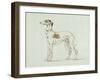 A Greyhound, Facing Left (Pen and Ink on Paper)-James Seymour-Framed Giclee Print