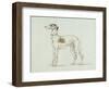 A Greyhound, Facing Left (Pen and Ink on Paper)-James Seymour-Framed Giclee Print