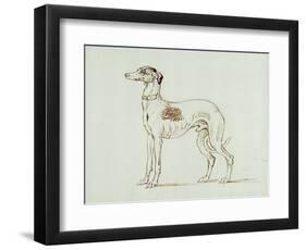 A Greyhound, Facing Left (Pen and Ink on Paper)-James Seymour-Framed Giclee Print