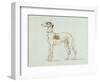 A Greyhound, Facing Left (Pen and Ink on Paper)-James Seymour-Framed Giclee Print