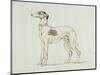 A Greyhound, Facing Left (Pen and Ink on Paper)-James Seymour-Mounted Premium Giclee Print