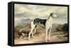 A Greyhound in a Hilly Landscape-James Beard-Framed Stretched Canvas