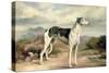 A Greyhound in a Hilly Landscape-James Beard-Stretched Canvas