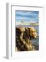 A Griffin on the University Embankment, Saint Petersburg, Russia-Nadia Isakova-Framed Photographic Print