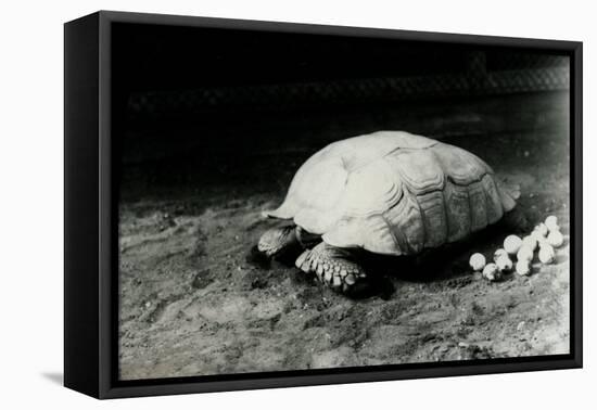 A Grooved or African Spurred Tortoise with Her Eggs at London Zoo, July 1922-Frederick William Bond-Framed Stretched Canvas