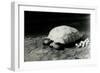 A Grooved or African Spurred Tortoise with Her Eggs at London Zoo, July 1922-Frederick William Bond-Framed Photographic Print