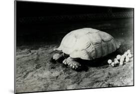 A Grooved or African Spurred Tortoise with Her Eggs at London Zoo, July 1922-Frederick William Bond-Mounted Photographic Print