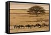 A group of antelopes at the heart of Etosha National Park, Namibia, Africa-Michal Szafarczyk-Framed Stretched Canvas