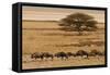 A group of antelopes at the heart of Etosha National Park, Namibia, Africa-Michal Szafarczyk-Framed Stretched Canvas