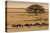 A group of antelopes at the heart of Etosha National Park, Namibia, Africa-Michal Szafarczyk-Stretched Canvas