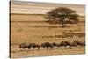 A group of antelopes at the heart of Etosha National Park, Namibia, Africa-Michal Szafarczyk-Stretched Canvas