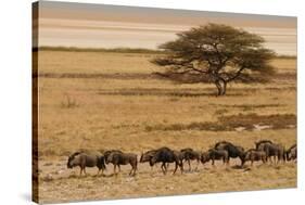 A group of antelopes at the heart of Etosha National Park, Namibia, Africa-Michal Szafarczyk-Stretched Canvas