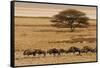 A group of antelopes at the heart of Etosha National Park, Namibia, Africa-Michal Szafarczyk-Framed Stretched Canvas