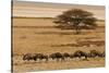 A group of antelopes at the heart of Etosha National Park, Namibia, Africa-Michal Szafarczyk-Stretched Canvas