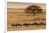 A group of antelopes at the heart of Etosha National Park, Namibia, Africa-Michal Szafarczyk-Framed Photographic Print