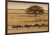 A group of antelopes at the heart of Etosha National Park, Namibia, Africa-Michal Szafarczyk-Framed Photographic Print