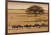 A group of antelopes at the heart of Etosha National Park, Namibia, Africa-Michal Szafarczyk-Framed Photographic Print