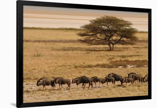 A group of antelopes at the heart of Etosha National Park, Namibia, Africa-Michal Szafarczyk-Framed Photographic Print