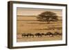 A group of antelopes at the heart of Etosha National Park, Namibia, Africa-Michal Szafarczyk-Framed Photographic Print