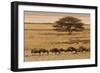 A group of antelopes at the heart of Etosha National Park, Namibia, Africa-Michal Szafarczyk-Framed Photographic Print