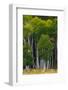 A Group of Aspens at the Beginning of the Fall Season-John Alves-Framed Photographic Print