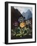 A Group of Auriculas-null-Framed Art Print