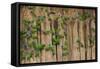 A group of blue-headed parrots cling to clay cliffs, Peru, Amazon Basin.-Art Wolfe-Framed Stretched Canvas