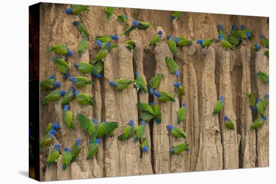 A group of blue-headed parrots cling to clay cliffs, Peru, Amazon Basin.-Art Wolfe-Stretched Canvas