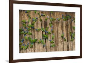 A group of blue-headed parrots cling to clay cliffs, Peru, Amazon Basin.-Art Wolfe-Framed Premium Photographic Print