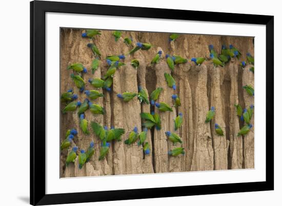 A group of blue-headed parrots cling to clay cliffs, Peru, Amazon Basin.-Art Wolfe-Framed Premium Photographic Print