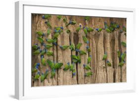 A group of blue-headed parrots cling to clay cliffs, Peru, Amazon Basin.-Art Wolfe-Framed Photographic Print