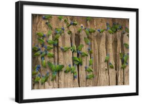 A group of blue-headed parrots cling to clay cliffs, Peru, Amazon Basin.-Art Wolfe-Framed Photographic Print