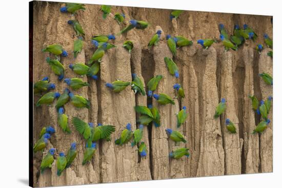 A group of blue-headed parrots cling to clay cliffs, Peru, Amazon Basin.-Art Wolfe-Stretched Canvas