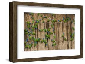 A group of blue-headed parrots cling to clay cliffs, Peru, Amazon Basin.-Art Wolfe-Framed Photographic Print