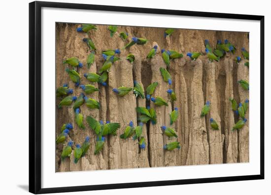 A group of blue-headed parrots cling to clay cliffs, Peru, Amazon Basin.-Art Wolfe-Framed Premium Photographic Print