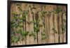 A group of blue-headed parrots cling to clay cliffs, Peru, Amazon Basin.-Art Wolfe-Framed Photographic Print