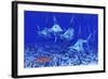 A Group of Blue Marlin with Two Siamese Tigerfish Anda Basket Star-null-Framed Art Print