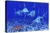 A Group of Blue Marlin with Two Siamese Tigerfish Anda Basket Star-null-Stretched Canvas