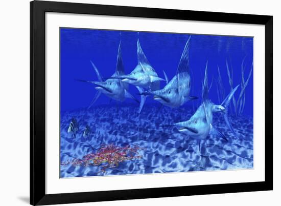 A Group of Blue Marlin with Two Siamese Tigerfish Anda Basket Star-null-Framed Art Print