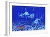 A Group of Blue Marlin with Two Siamese Tigerfish Anda Basket Star-null-Framed Premium Giclee Print