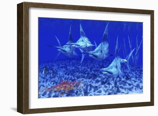 A Group of Blue Marlin with Two Siamese Tigerfish Anda Basket Star-null-Framed Art Print